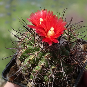 DSC05129Parodia culpinensis