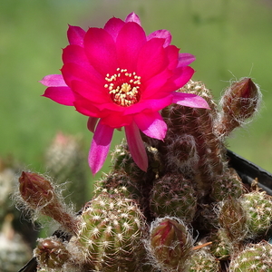 DSC05136Chamaecereus 1 ciemno różowy