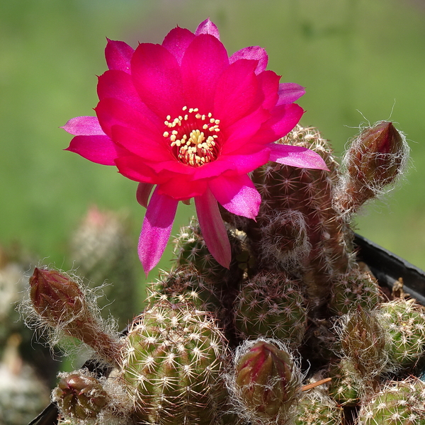 DSC05136Chamaecereus 1 ciemno różowy