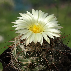 DSC05142Coryphantha lauii