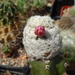 DSC05143Mammillaria herrerae