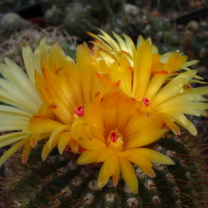 DSC05144Notocactus pseudoherterii