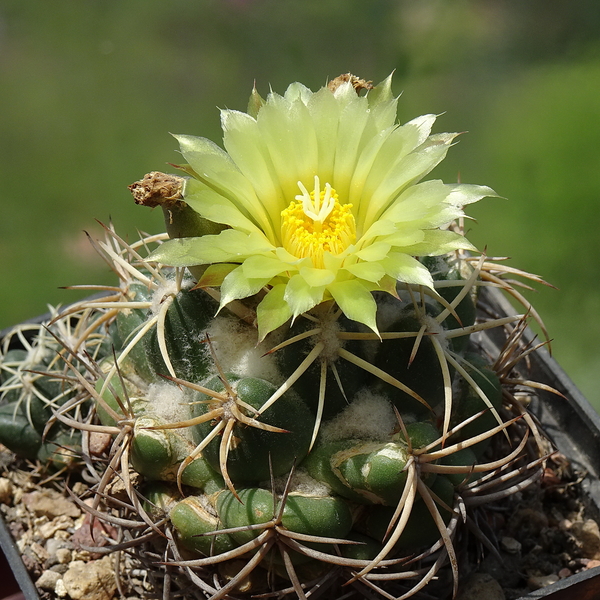 DSC05148Coryphantha garesii