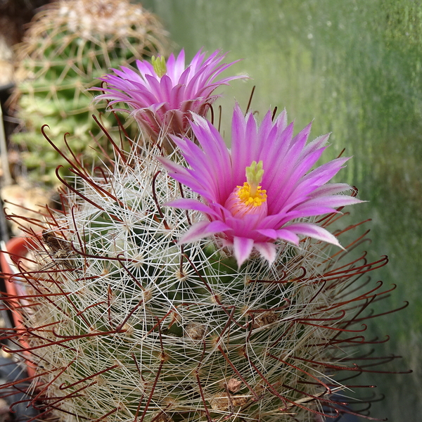 DSC05210Mammillaria wrightii