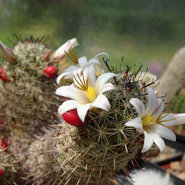 DSC05214Mammillaria hutchisoniana ssp. louisae