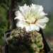 DSC05217Gymnocalycium leptanthum