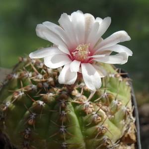 DSC05219Gymnocalycium bodenbenderianum