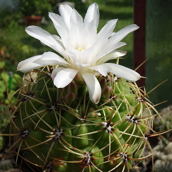 DSC05220Gymnocalycium multiflorum DUŻE