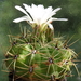 DSC05221Gymnocalycium multiflorum DUŻE