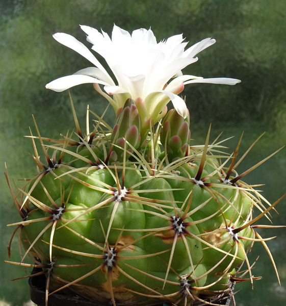 DSC05221Gymnocalycium multiflorum DUŻE