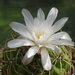 DSC05222Gymnocalycium multiflorum DUŻE