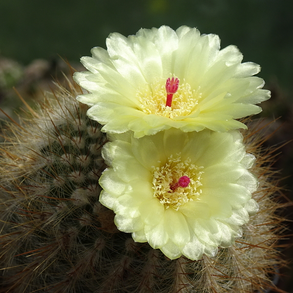 DSC05224Notocactus scopa