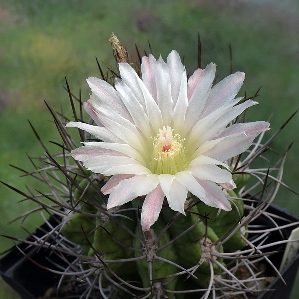 DSC05230Pyrrhocactus hankeanus nr1