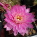 DSC05235Gymnocalycium ritterianum