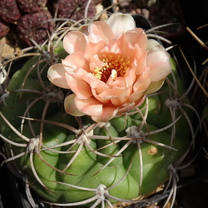 DSC05237Gymnocalycium ritterianum hybr