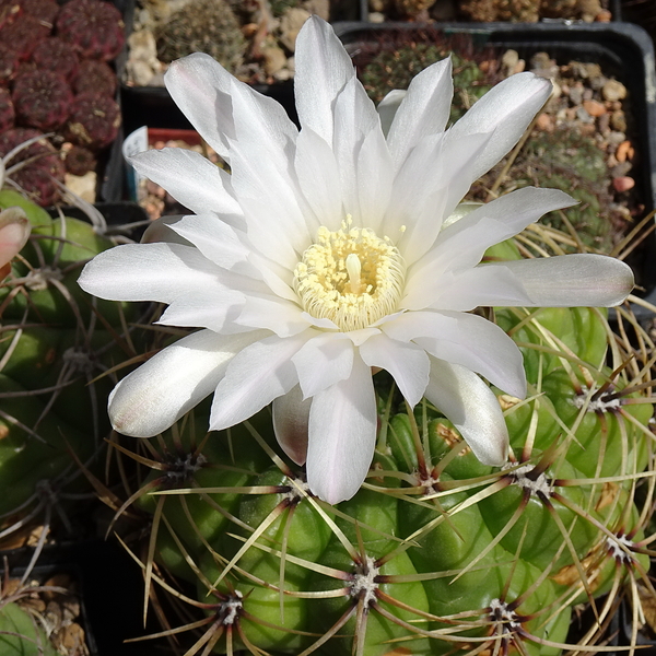 DSC05238Gymnocalycium multiflorum DUŻE