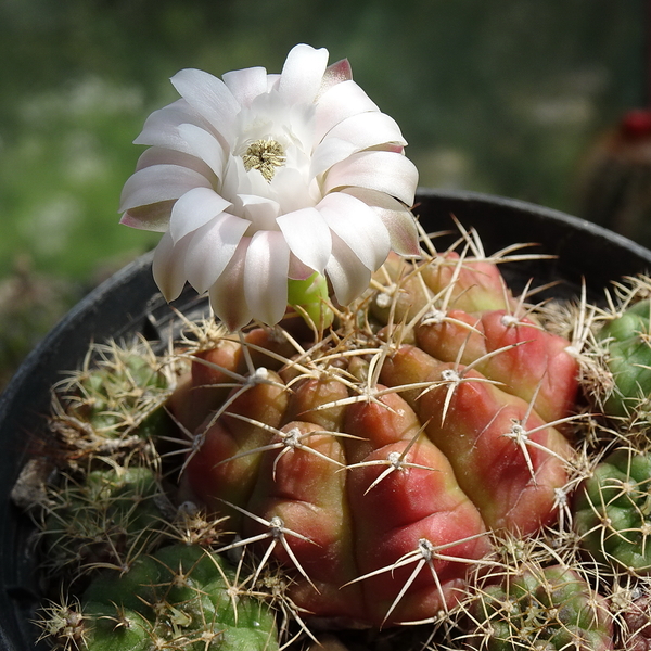 DSC05240Gymnocalycium damsii v. tucavocense