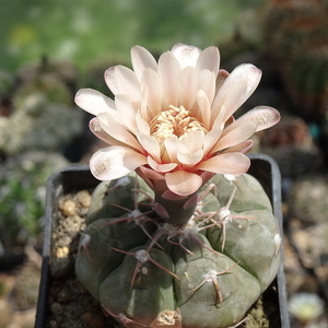 DSC05242Gymnocalycium erinaceum TOM 09