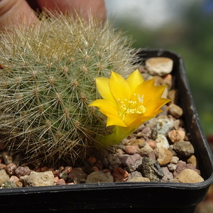 DSC05244Rebutia senilis v. kesselringiana