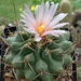 DSC05289Thelocactus lophothele