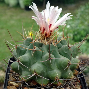 DSC05290Thelocactus lophothele