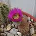 DSC05298Echinocereus purpureus v. malaga