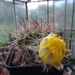 DSC05302Acanthocalycium thionanthum v. ferari WR572