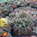 DSC05303Acanthocalycium thionanthum v. ferari WR572