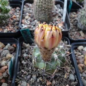 DSC05306Acanthocalycium thionanthum v. griseum P 49