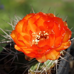 DSC05334Acanthocalycium thionanthum v. ferari WR572