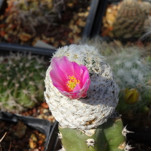 DSC05411Mammillaria herrerae