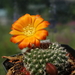 DSC05420Rebutia krainziana v. orange