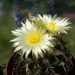 DSC05422Coryphantha pycnacantha Otumba Mex.