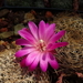 DSC05426Sulcorebutia breviflora v. laui L 314