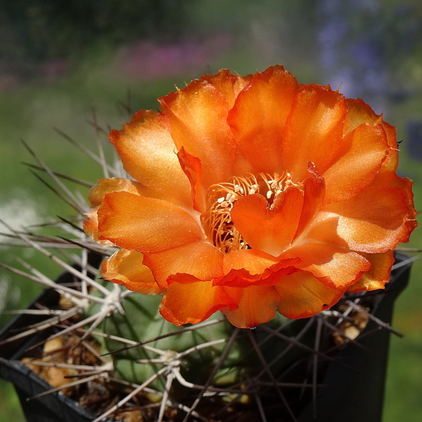 DSC05447Acanthocalycium thionanthum v. ferari WR572