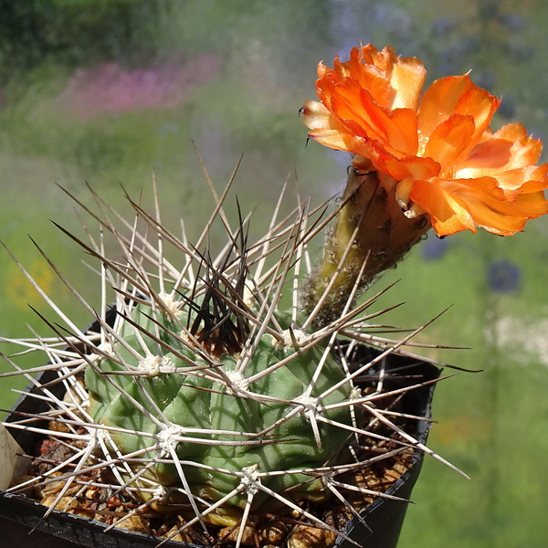 DSC05448Acanthocalycium thionanthum v. ferari WR572