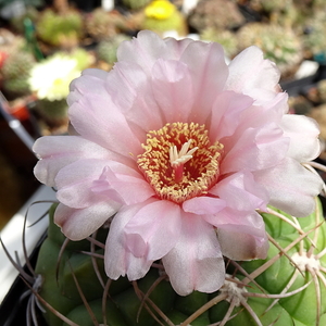 DSC05454Gymnocalycium ritterianum