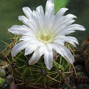 DSC05456Gymnocalycium multiflorum DUŻE