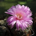 DSC05457Gymnocalycium ritterianum