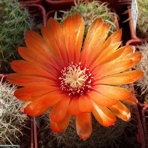 DSC05465Parodia glischrocarpa f. guachipasana TB416.1