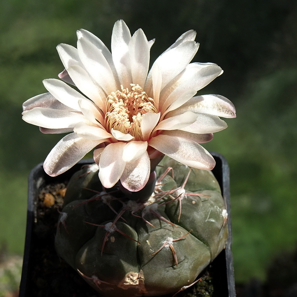 DSC05469Gymnocalycium erinaceum TOM 09