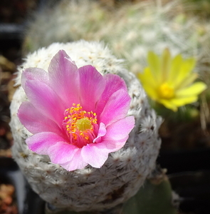 DSC05472Mammillaria herrerae