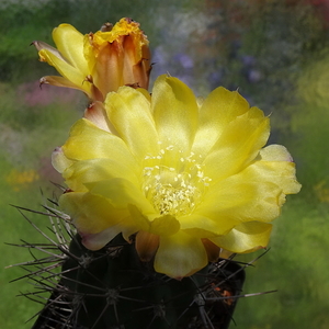 DSC05474Acanthocalycium thionanthum v. ferari WR572