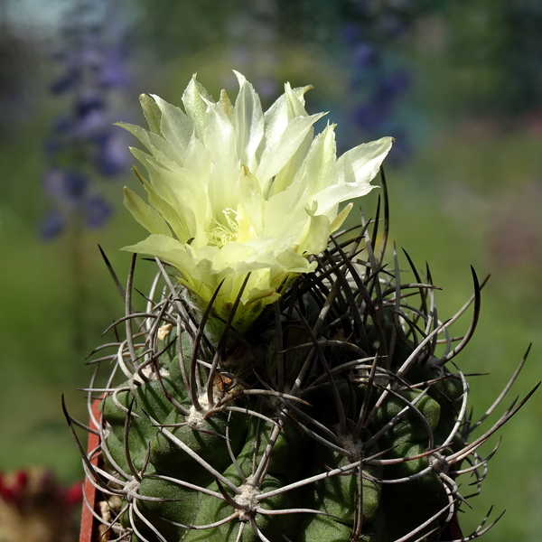 DSC05424Horridocactus pulchellus