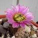 DSC05439Echinocereus purpureus v. malaga