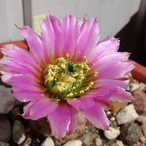 DSC05440Echinocereus purpureus v. malaga