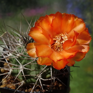 DSC05446Acanthocalycium thionanthum v. ferari WR572