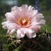 DSC05452Gymnocalycium ritterianum hybr