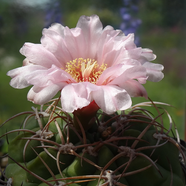 DSC05453Gymnocalycium ritterianum