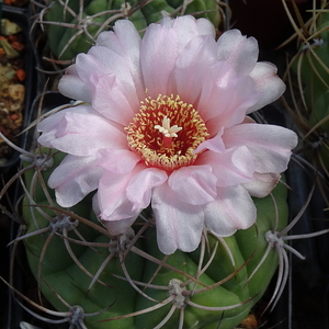 DSC05455Gymnocalycium ritterianum